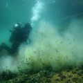 Diving